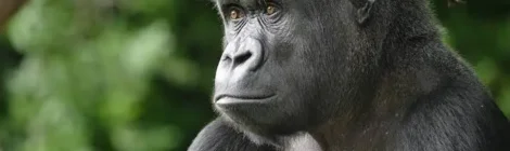 A importância do estudo lento