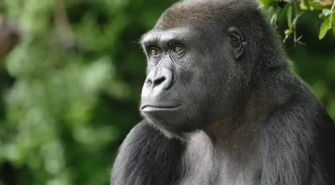 A importância do estudo lento